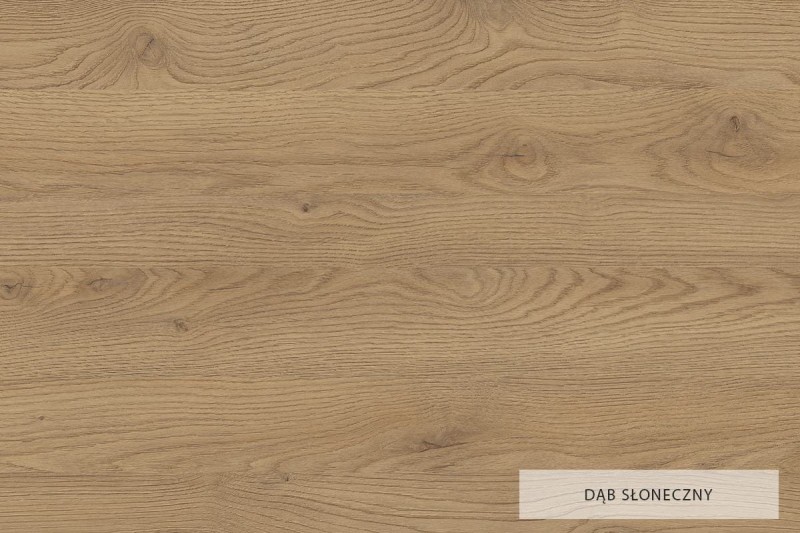 dąb słoneczny